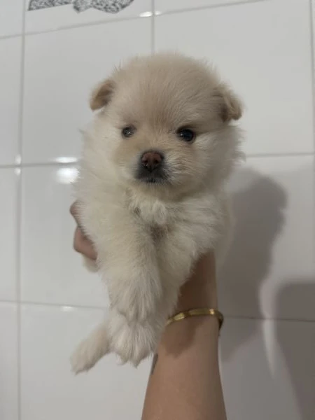 cuccioli di volpino di pomerania  | Foto 3