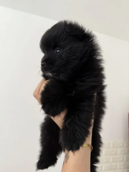 cuccioli di volpino di pomerania  | Foto 2