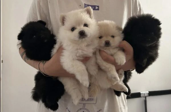 cuccioli di volpino di pomerania  | Foto 1