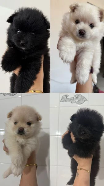 cuccioli di volpino di pomerania 