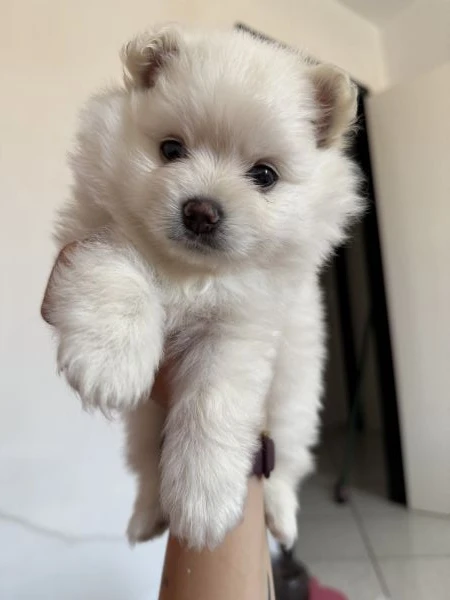 cuccioli di volpino di pomerania  | Foto 0