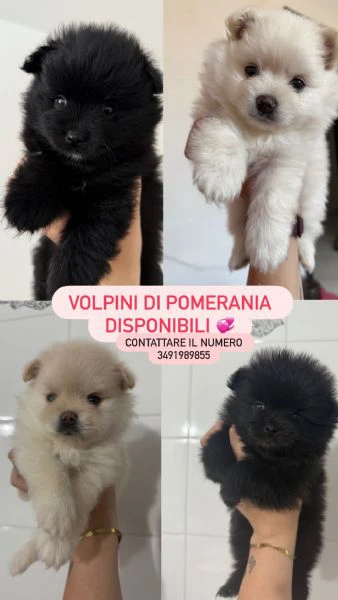 volpini di pomerania/ spitz nano  | Foto 0