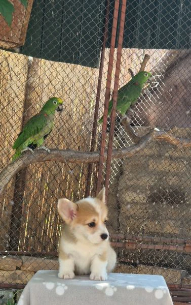 welsh corgi pembroke – cuccioli meravigliosi | Foto 4
