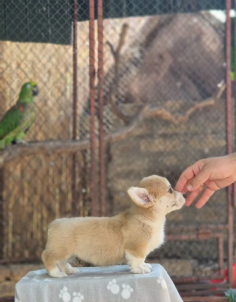 welsh corgi pembroke – cuccioli meravigliosi | Foto 3