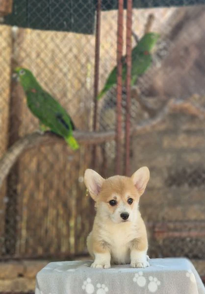 welsh corgi pembroke – cuccioli meravigliosi | Foto 2
