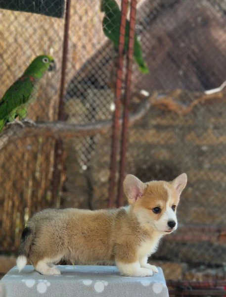 welsh corgi pembroke – cuccioli meravigliosi
