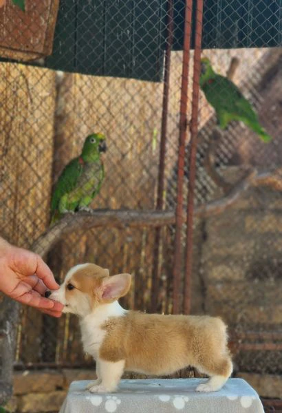 welsh corgi pembroke – cuccioli meravigliosi | Foto 0
