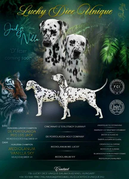 cucciolo di dalmata fci | Foto 4
