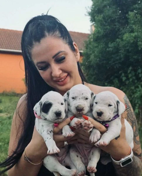 cucciolo di dalmata fci