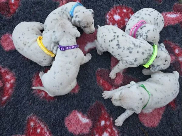 cucciolo di dalmata fci | Foto 3