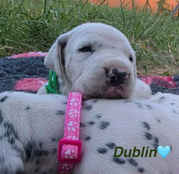 cucciolo di dalmata fci | Foto 2