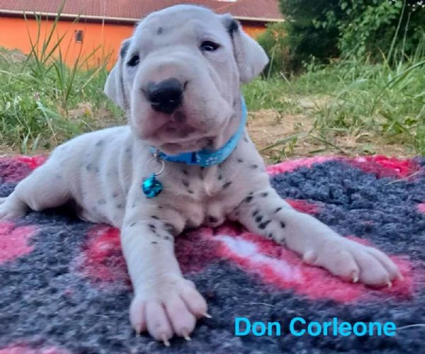 cucciolo di dalmata fci | Foto 1