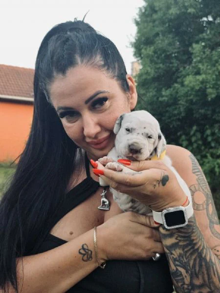 cucciolo di dalmata fci | Foto 0