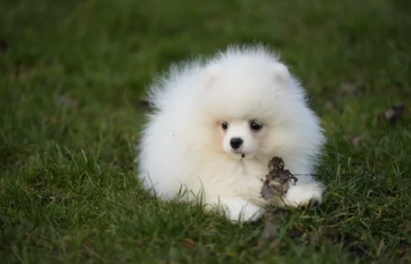 pomeranian pura nana disponibili maschio e femmina | Foto 5