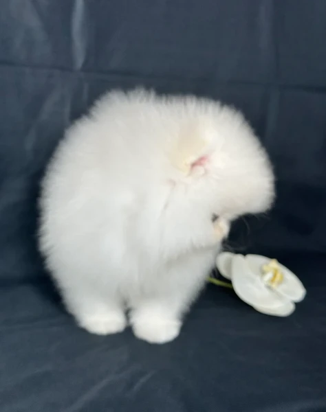 pomeranian pura nana disponibili maschio e femmina | Foto 2
