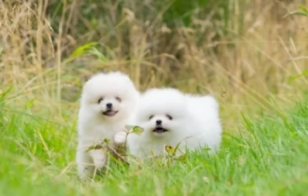 pomeranian pura nana disponibili maschio e femmina | Foto 1