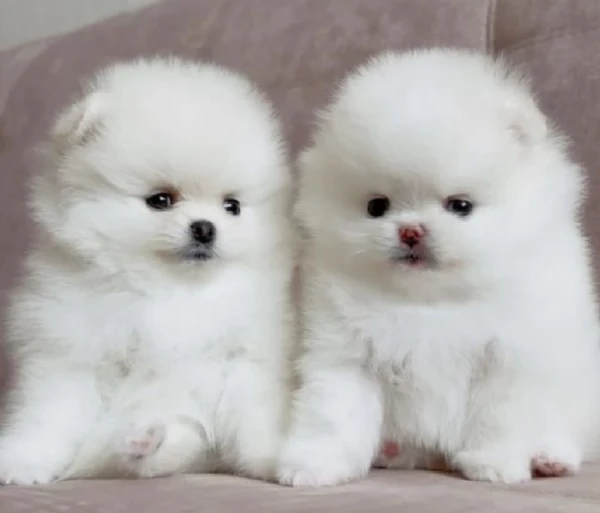 pomeranian pura nana disponibili maschio e femmina | Foto 0