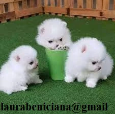 pomeranian pura nana disponibili maschio e femmina