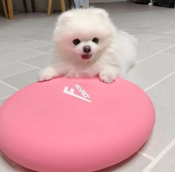 pomeranian pura nana disponibili maschio e femmina | Foto 3
