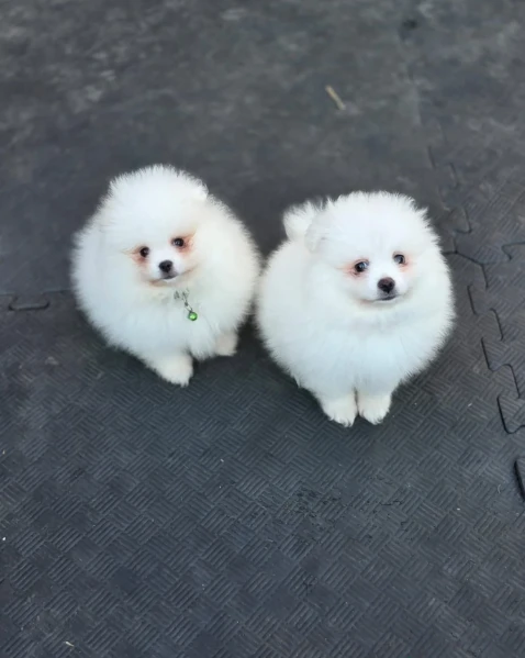 pomeranian pura nana disponibili maschio e femmina | Foto 1