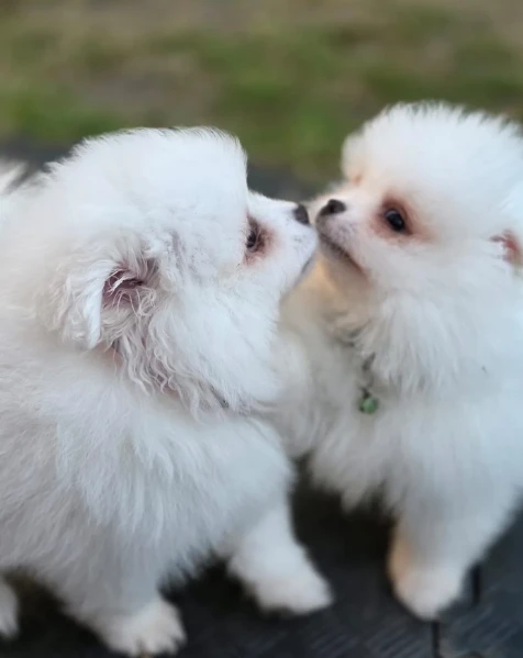 pomeranian pura nana disponibili maschio e femmina | Foto 0