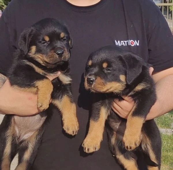 rottweiler cuccioli bellissimi | Foto 6