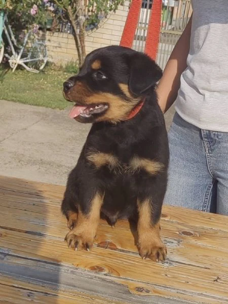 rottweiler cuccioli bellissimi | Foto 5