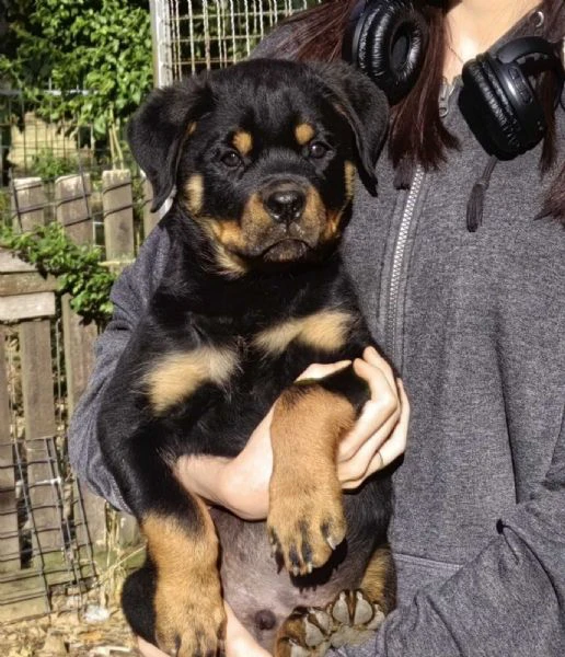 rottweiler cuccioli bellissimi | Foto 4