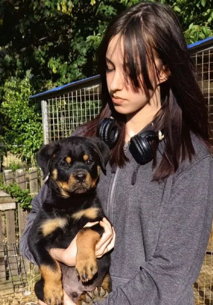 rottweiler cuccioli bellissimi | Foto 3