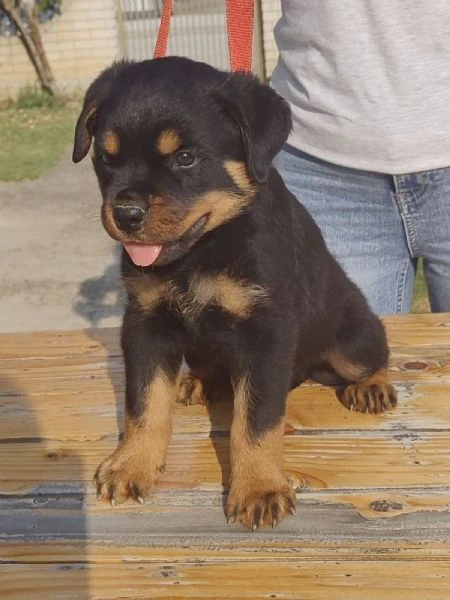 rottweiler cuccioli bellissimi | Foto 2