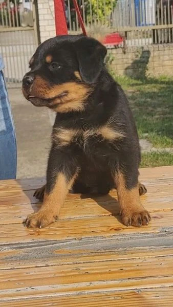 rottweiler cuccioli bellissimi | Foto 1