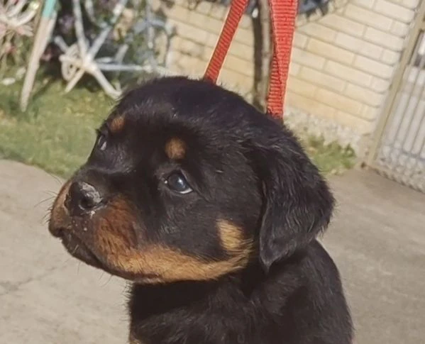 rottweiler cuccioli bellissimi | Foto 0
