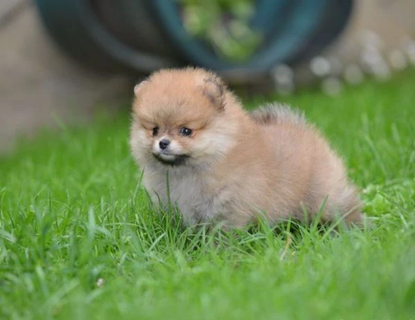 spitz di pomerania – cucciola bellissima | Foto 2