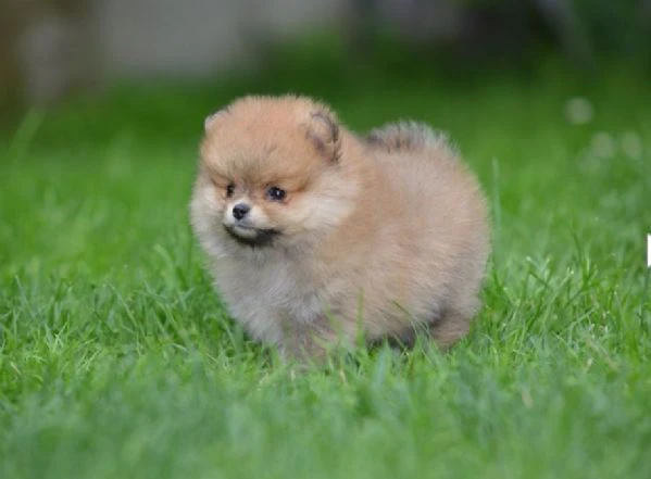 spitz di pomerania – cucciola bellissima | Foto 1