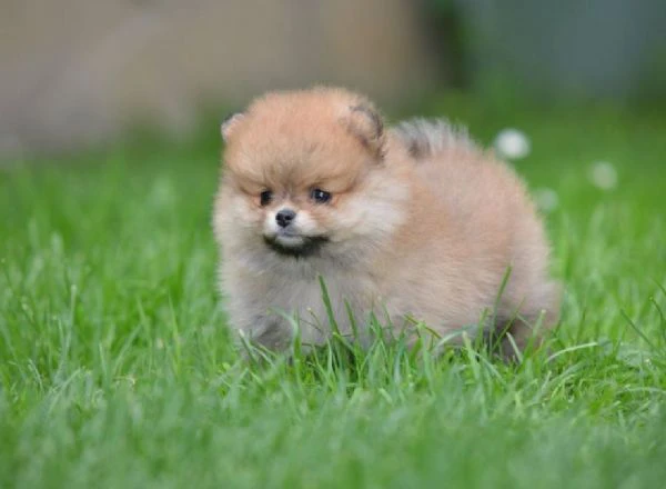 spitz di pomerania – cucciola bellissima | Foto 0