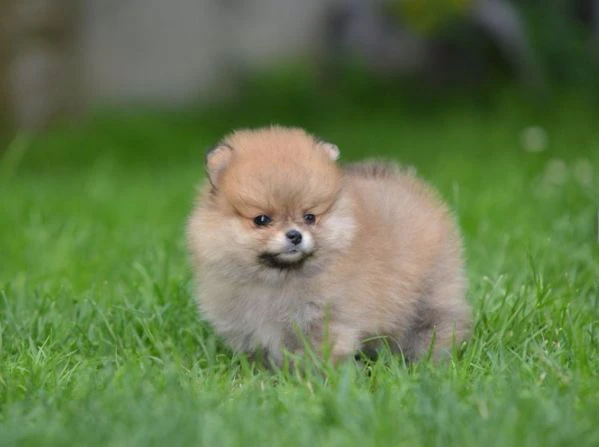 spitz di pomerania – cucciola bellissima