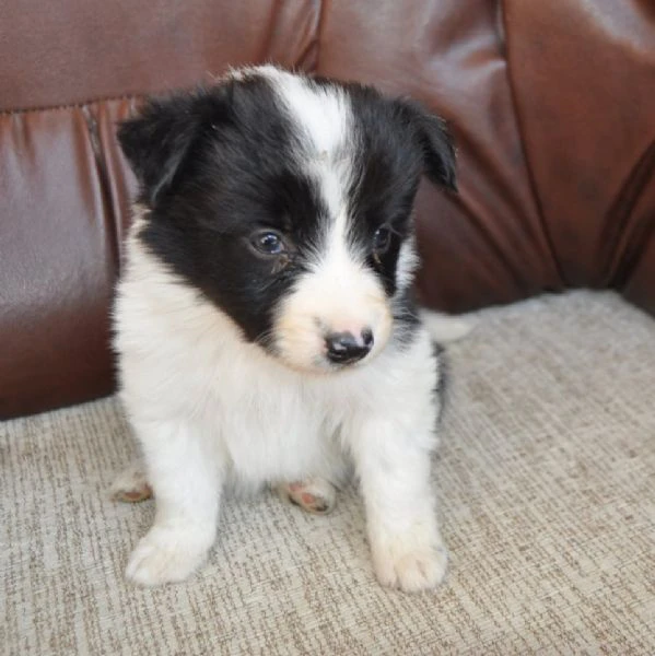 border collie cuccioli in vendita | Foto 6