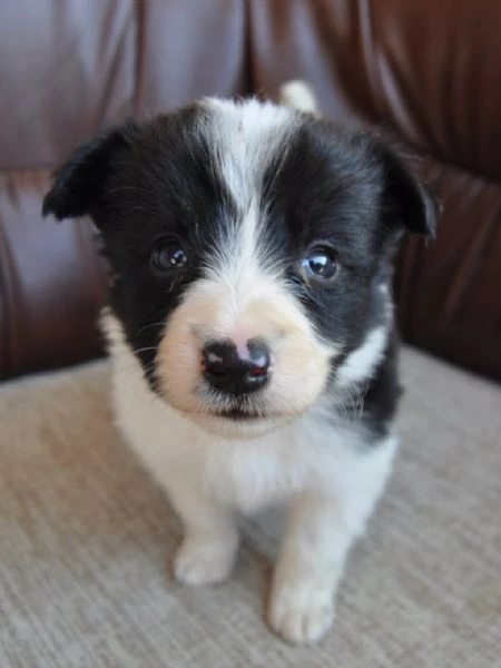 border collie cuccioli in vendita | Foto 5