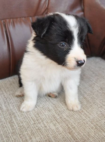 border collie cuccioli in vendita | Foto 4