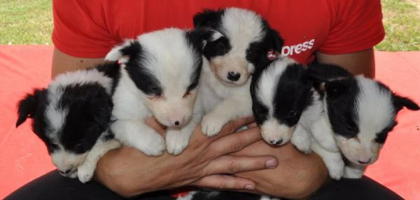 border collie cuccioli in vendita | Foto 2