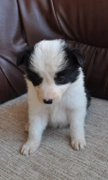 border collie cuccioli in vendita | Foto 1