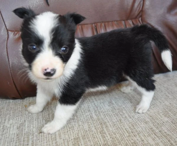 border collie cuccioli in vendita | Foto 0