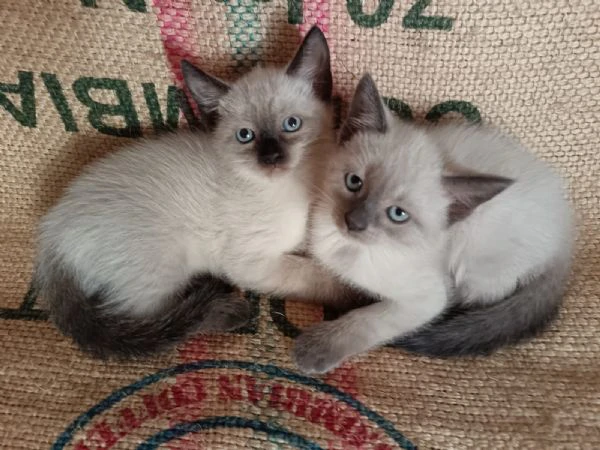 adozione gattini siamese