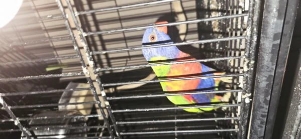loriccherto arcobaleno addestrato a mano parla molto è un po aggressivo, ma a volte