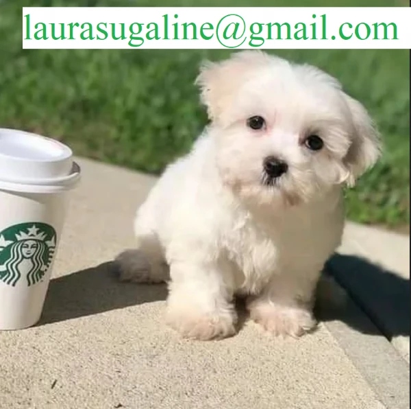 piccolissima cuccioli di maltese per ladozione | Foto 1