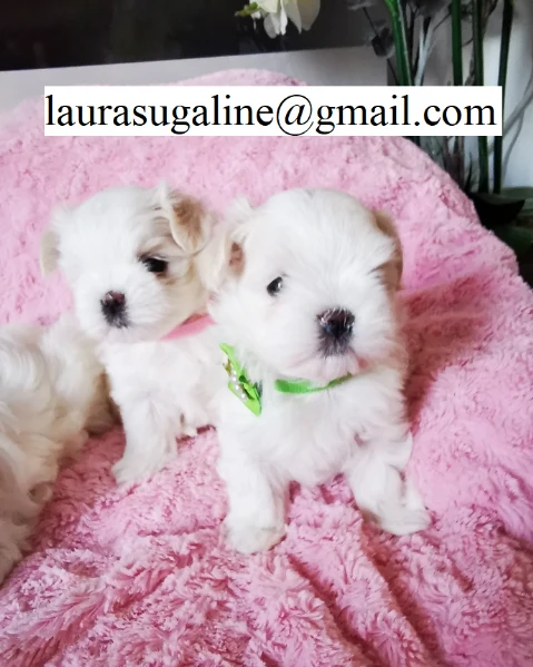 piccolissima cuccioli di maltese per ladozione | Foto 0