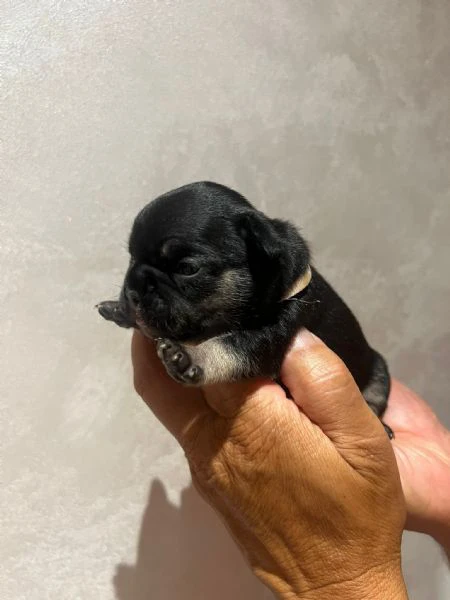 cuccioli bulldog francese | Foto 5