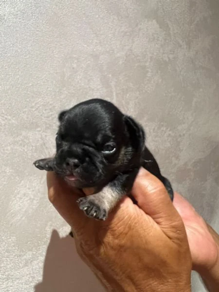 cuccioli bulldog francese | Foto 4