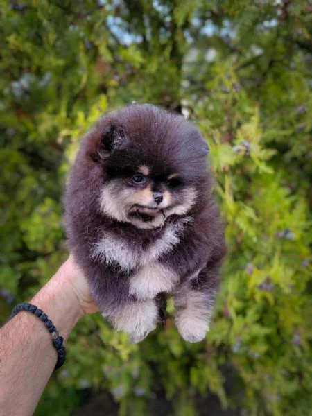 pomerania – cuccioli bellissimi e adorabili | Foto 3
