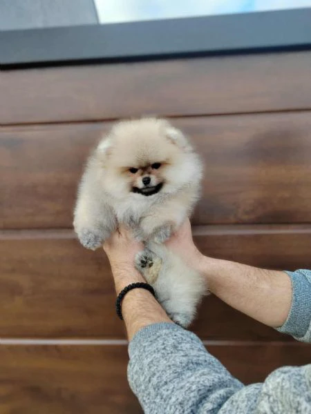 pomerania – cuccioli bellissimi e adorabili | Foto 2